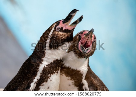 Two penguins singing and having fun together