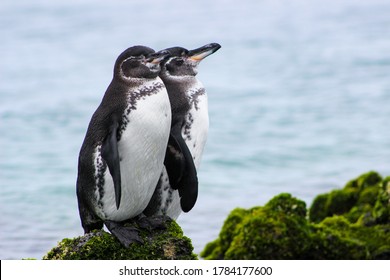 Two penguins sitting on mossy green rock overlooking ocean in the Galapagos Islands - Powered by Shutterstock