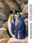 Two penguins standing next to each other on a rocky shore. Concept of companionship and unity between the two birds