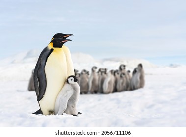 two penguins and their baby, penguin family in the antarctic, isolated king penguin, penguins hugging their baby