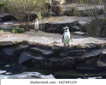 Two Penguins Walk In The Berlin Zoo