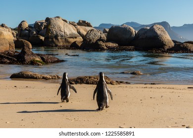 Two penguins walking towards the water - Shutterstock ID 1225585891