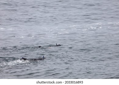 Two People Snorkeling In The Ocean In La Jolla Cove In California.