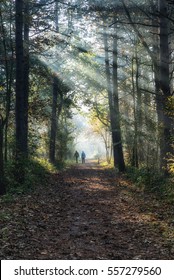 Two People Walking A Forest Path With Sun Rays Coming In