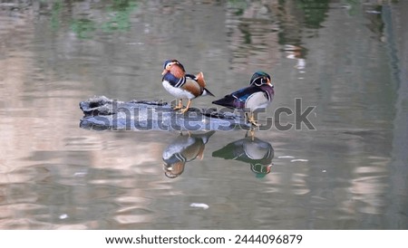 Two perching ducks (Aix galericulata and sponsa) grooming their plumage on a log in the middle of the lake