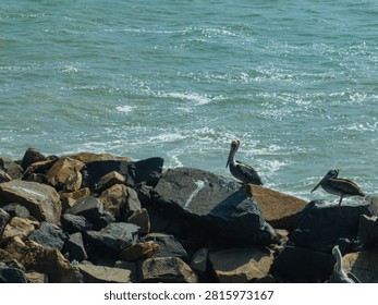 Two Peruvian pelicans perched on dark rocks by the ocean water.⁠