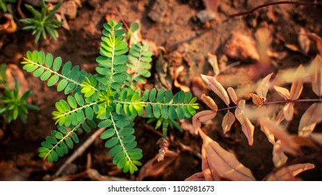 Two Phases Life Stock Photo 1102981673 | Shutterstock