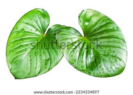 Two Philodendron green leaves water drops white background isolated closeup, Homalomena rubescens leaf, Caladium foliage, tropical plant, natural floral pattern, eco organic nature, botanical design