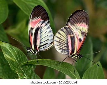Two piano key butterflies mating leaf 