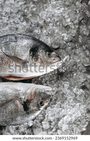 Two pieces of frozen dorado fish, which are located on ice particles on the kitchen table in the same direction
