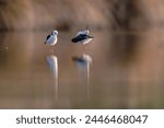 Two Pied Stilt (Himantopus leucocephalus) on a perfect calm lake with muted reflections.
