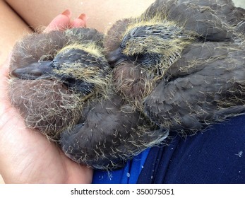  two pigeon babies growing hair and sitting in warm hands in full length photo. pigeon bird.