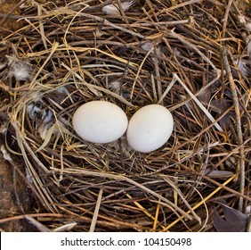 Two Pigeon Eggs In The Nest