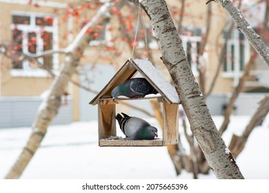 Two Pigeons Climbed Into The Bird Feeder