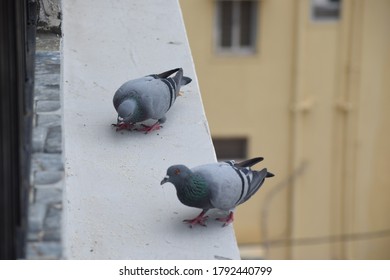 12,824 Pigeon Eating Food Images, Stock Photos & Vectors | Shutterstock