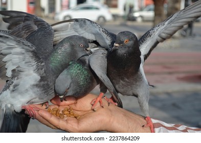 two pigeons fight for bread