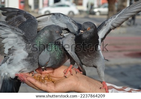 two pigeons fight for bread