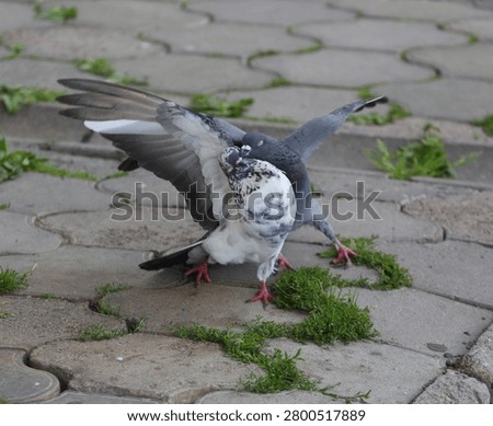 Two pigeons are fighting on a tiled sidewalk with sprouting grass