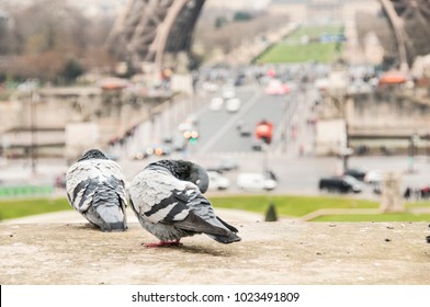 Two pigeons in front of the Eiffel tower in bokeh