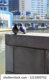 Two Pigeons Looking At Each Other By The River In South Bank Of Melbourne City 