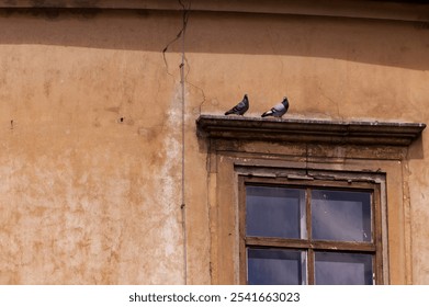 Two pigeons on a decorative concrete window ledge. Decorative concrete element around the window. Historic building, decorative concrete window frame. Pigeon, bird, pair. - Powered by Shutterstock