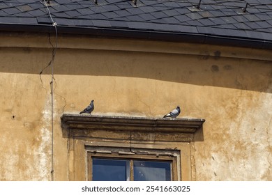 Two pigeons on a decorative concrete window ledge. Decorative concrete element around the window. Historic building, decorative concrete window frame. Pigeon, bird, pair. - Powered by Shutterstock