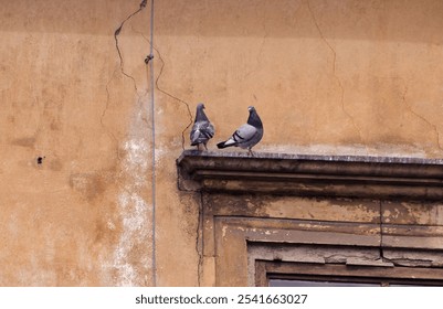 Two pigeons on a decorative concrete window ledge. Decorative concrete element around the window. Historic building, decorative concrete window frame. Pigeon, bird, pair. - Powered by Shutterstock