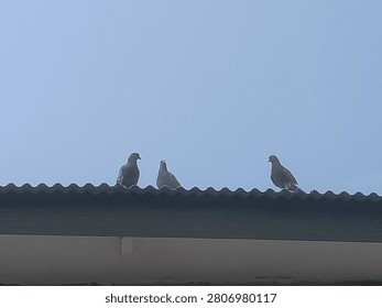 The two pigeons on the left are perched close together, facing one another as if in conversation or social interaction, while the single pigeon on the right stands alone, facing a similar direction but physically separated from the pair.