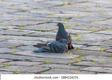 Two Pigeons Are On The Paving Stones Next To Each Other.