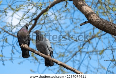 Two pigeons on a tree branch against the sky.