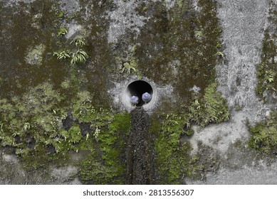 Two pigeons perched inside a circular pipe on a mossy concrete wall.