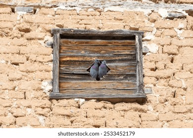 Two pigeons perched on a rustic wooden window frame set in a brick wall.