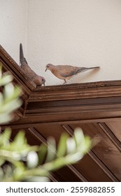 Two pigeons perched on a rustic wooden ledge against a textured wall. A serene moment capturing urban wildlife, soft colors, and natural interaction between birds. Ideal for nature and city themes