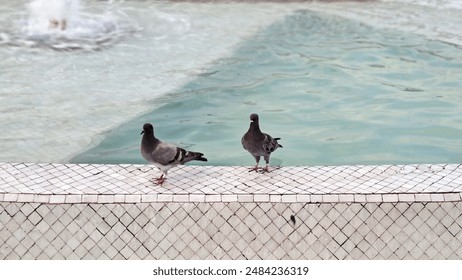 Two pigeons perching on the ledge of a tiled fountain, taking a break from their day city of Casablanca Morocco Mohammed V square - Powered by Shutterstock