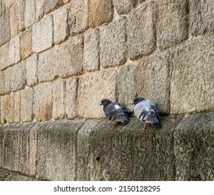 Two Pigeons In Precarious Balance On A Wall