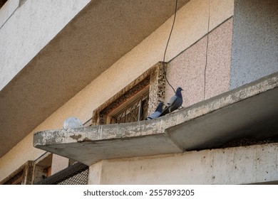 Two pigeons rest on a weathered concrete overhang of a building, showcasing urban wildlife. Two Pigeons Perched on a Building's Concrete Overhang. - Powered by Shutterstock