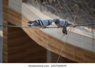 Two Pigeons Sharing a Tender Moment. Cute Birds Displaying Affection. Love Birds in the City - Powered by Shutterstock