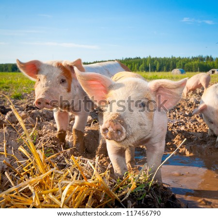 Two piglets standing on a field outside on a pigfarm in Dalarna, Sweden