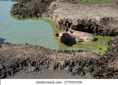 two pigs bathing in the mud