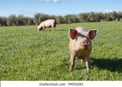 Two pigs grazing in field. Picture taken in Ciudad Real Province, Spain - Powered by Shutterstock