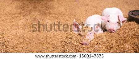 Two pigs sleep on the golden husk. In an organic rural farm argiculture  livestock industry .panorama image