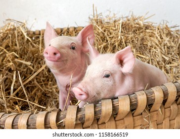 two pigs in the straw nest