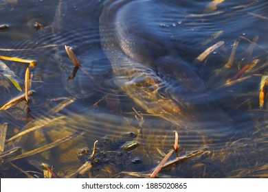 Two Pike Near The Shore. The Spawning Of Pike