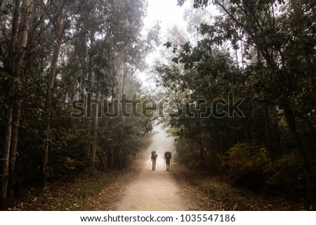 Two pilgrims are walking between eucalyptus trees along the Camino de Santiago or St James pilgrimage way in Spain in a misty day