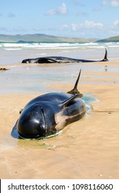 Two pilot whales lie dying on a beach after deliberately beaching with 10 others. They had originally been rescued, but beached a second time.