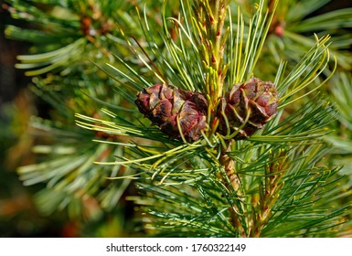 Two pine cedar cone on a green tree branch on a sunny day