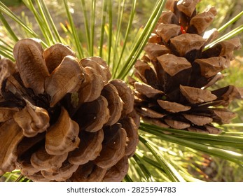 Two pine cones growing on a pine tree