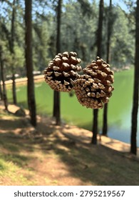 Two pine cones hanging in focus with a beautiful green lake and pine tree forest blurred background on a sunny day.
