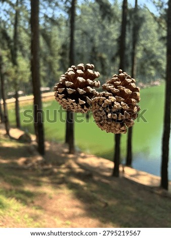 Two pine cones hanging in focus with a beautiful green lake and pine tree forest blurred background on a sunny day.
