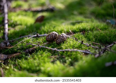 Two pine cones lie on a soft, moss-covered forest floor, surrounded by twigs and dappled sunlight, capturing the peaceful essence of a woodland setting. - Powered by Shutterstock